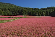 箕輪町の名所 赤そばの里 赤そばの里