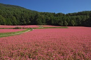 赤そばの里