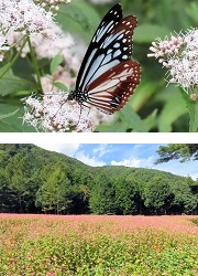 アサギマダラ
赤そば