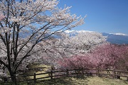 大草城址公園