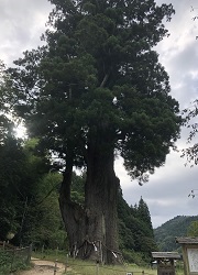 月瀬の大杉
国の天然記念物に指定され、樹齢は1800有余年。
長野県第一位の巨木であることが確認されている。
目通り1.5mの高さで幹回廻り約14m、樹高40m。 月瀬の大杉