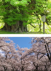 逆さイチョウ
大西公園の桜
