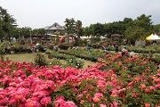 中野市の名所 一本木公園 バラ祭り